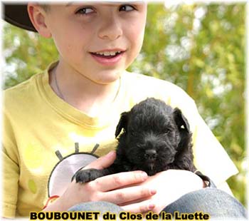 bouvier des flandres photo chiot - Elevage Clos Luette -  COPYRIGHT DEPOSE